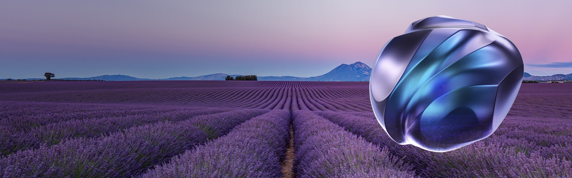 A field of lavender