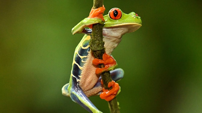 Biodiversity is a necessity