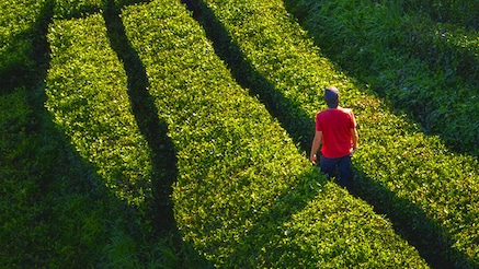 Man in red teeshirt walking between green hedges