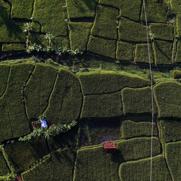 Patchwork of green fields seen from above