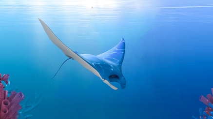 MantaRay SON