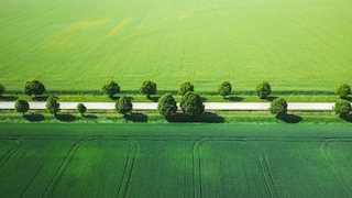 green fields