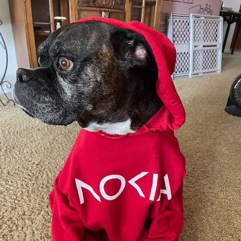 Dog in Nokia hoodie