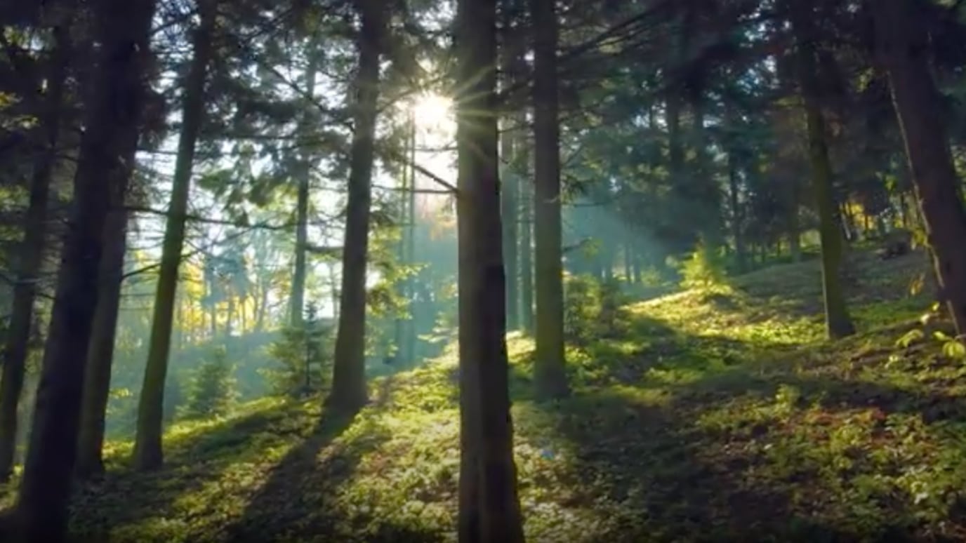 Forest glade lit by sunlight