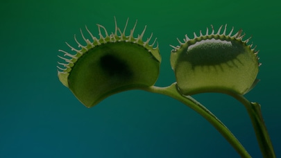 Venus fly trap