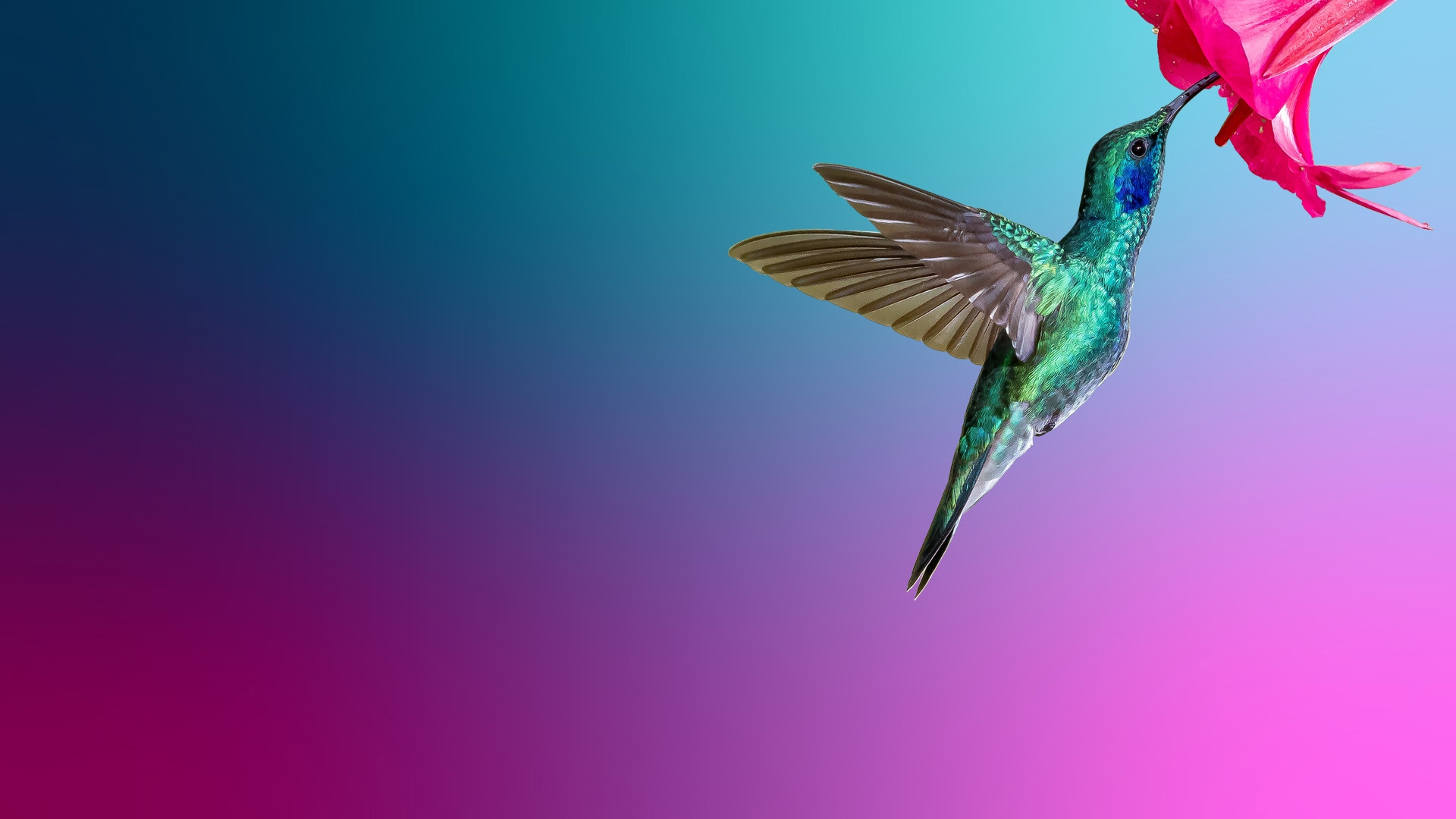 humming bird