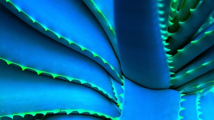 Close-up image of leaves of venus fly trap