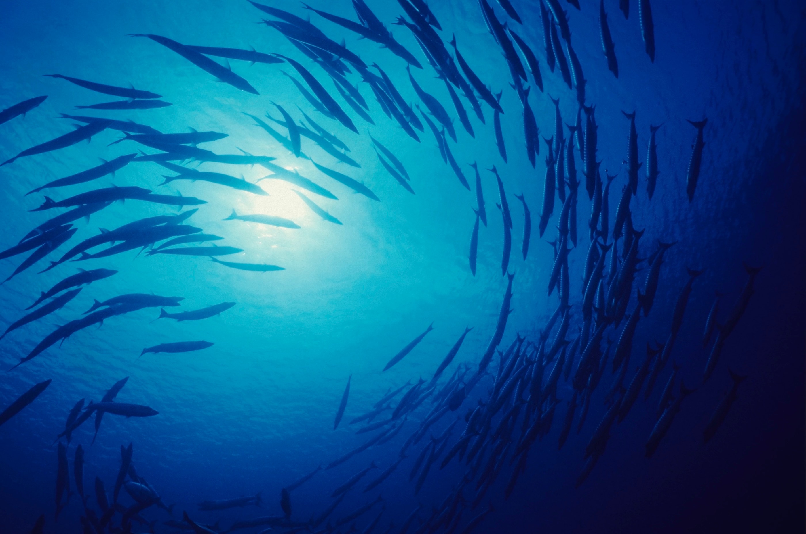 School of fish swimming in blue ocean with sunlight filtering through water