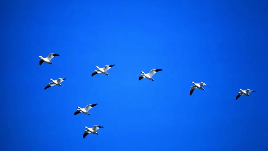 White birds flying against a dark blue sky